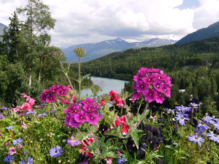 Wildflowers - nature, flowers