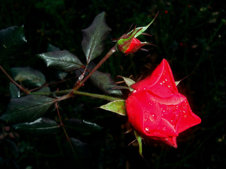 Red rose - flowers, roses