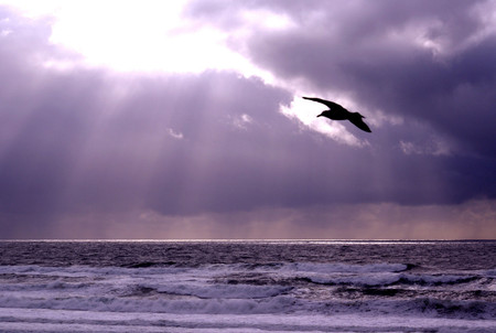 Moody seagull - nature, birds