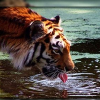 thirsty tiger