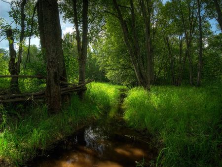 verdancy - green, verdancy, trees