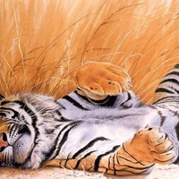 Be Spoiled Tiger
