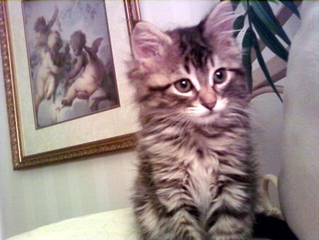 Sabrina My New Kitten - adorable, animals, cats, maine coon, darling, 8 weeks old, mackeral tabby, kitten