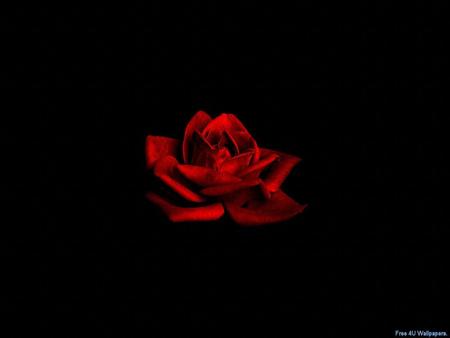 Red Rose - abstract, rose, flower