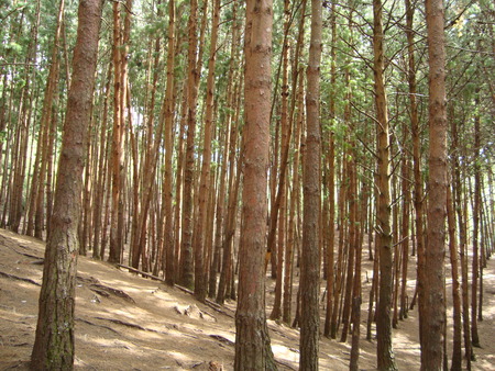 Pine Trees - nature, mountain, tree