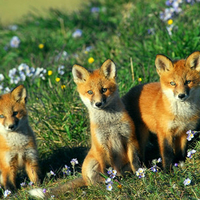 Little red foxes