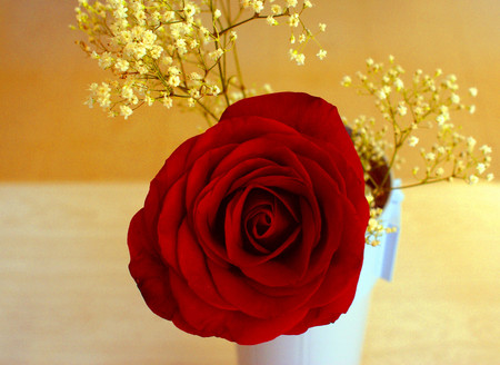 Red rose - flowers, roses