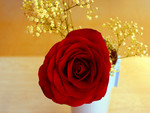 Red rose