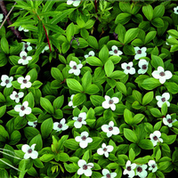 Forest flowers