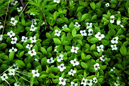 Forest flowers - flowers, forest