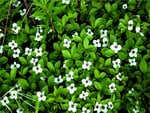 Forest flowers