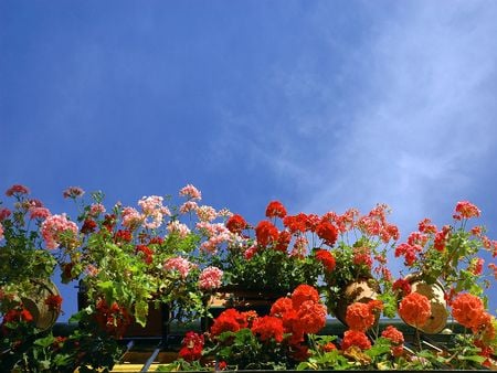 	cielo de mayo - colors, sky, flowers