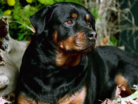 CHAMP ROTTWEILER - dog, pet, champ