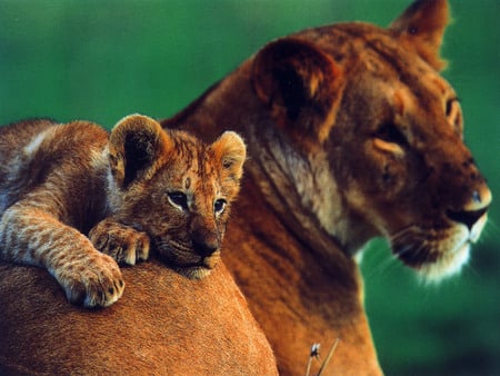 MAMA LOVE - lions, love, cub, mama