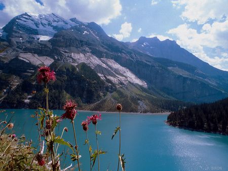 	Centaures scabieuses Oeschinensee Kandersteg - lake, flowers, mountain