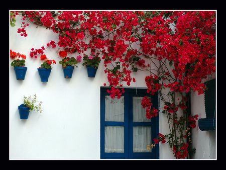 	buganvilla - flowers, buganvilla, colors