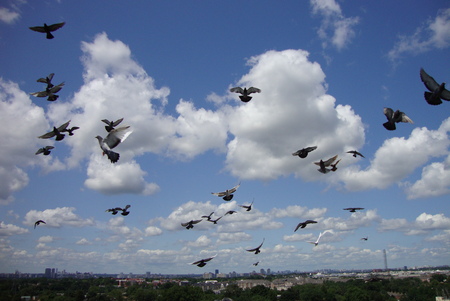 Birds in flight - clouds, birds, summer