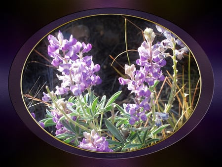 Purple flowers - flowers, framed