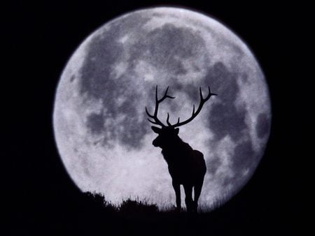 Evening - evening, moon, animal, hot