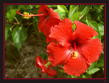 Red hibiscus - flowers, red