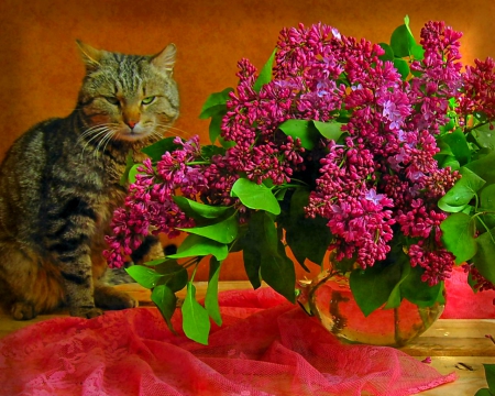 Still life - flowers, cat, still life, animals