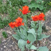 Red Tulips