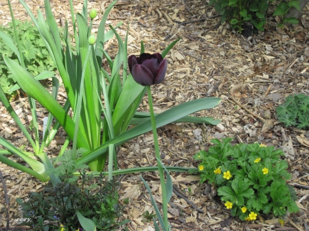 Black Tulip - photography, green, tulip, flowers, black