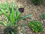 Black Tulip