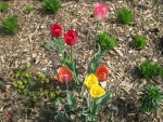 Colorful Tulips