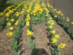 Yellow Tulips in Ottawa