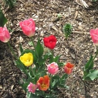 Fields of Tulips in Ottawa