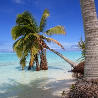 Palm Tree over beach at Aitutaki One Foot Island Cook Islands Polynesia