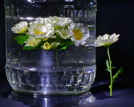 Still life - white petals, flwers, water, still life