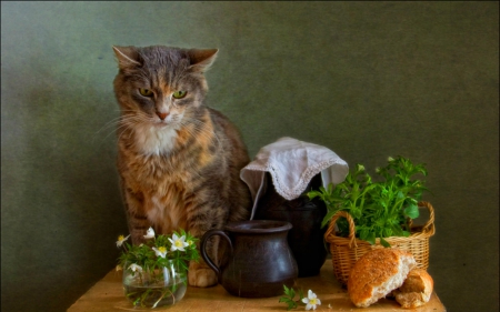 Cat still life - pot, still life, cat, flowers, basket, plants, glass, animals, jar