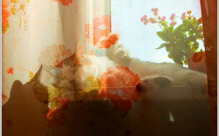 Sleeping cat - sleep, cat, animals, curtain