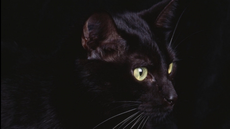 Black Cat - black cat, animals, cats, kitty