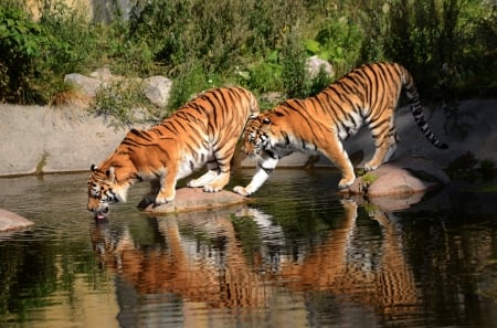 Reflected Tigers - drinking, predators, stones, pond