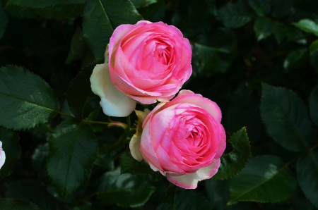 English Rose - blossoms, pink, summer, garden