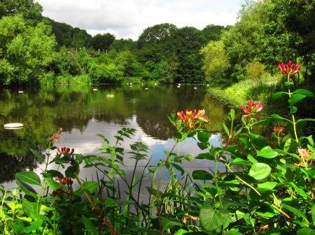 POND in PARK - nature, england, flowers trees, parks, green, pond