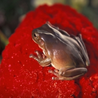 CUTE FROG ON RED