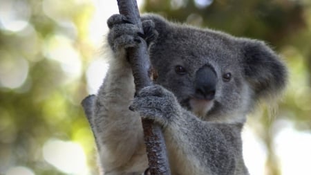 Koala Bear - cute, Koala Bear, bears, animals