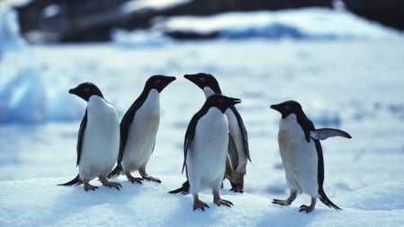 Penguins - penguins, animals, nature, birds