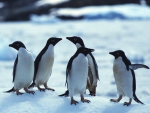 Penguins