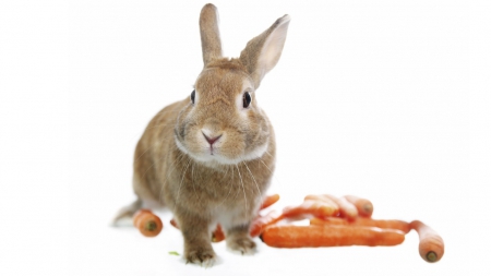 Rabbit - cute, Rabbit, animals, rodents