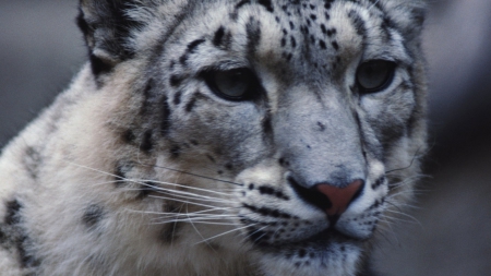 Snow Leopard - animal, wild cat, snow leopard, cats