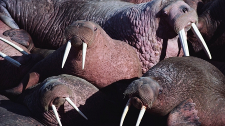 Walrus - animal, sea life, mammal, walrus