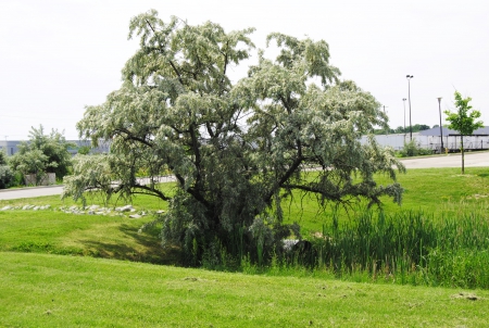 Tree by wet space1 - ontario, tree, brampton, wet space