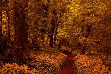 Walking Through The Blossoming Forest - ground, flowers, path, trees, blossoms, nature, forest, leaves