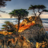 The Lone Cypress