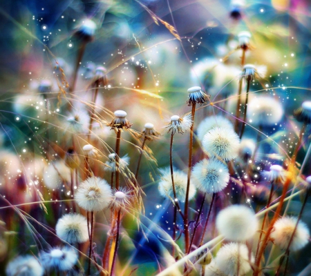 Dandelion - fields, soft, dandelion, multicolors, seeds, colors